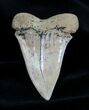 Inch Summerville Fossil Mako Tooth #1377-1
